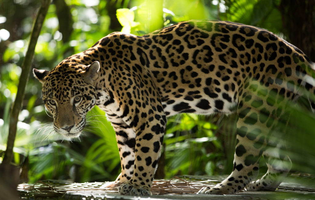 Cockscomb Basin Wildlife Sanctuary & Jaguar Reserve