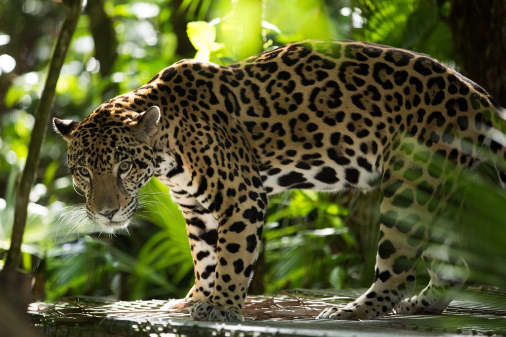 Cockscomb Basin Wildlife Sanctuary & Jaguar Reserve