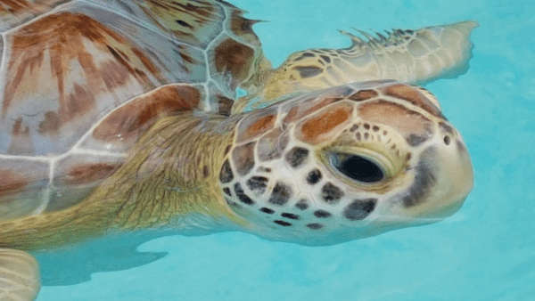 Belize Barrier Reef Sea Turtle