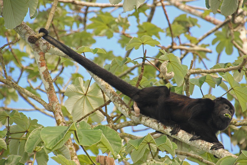 monkey river belize tour