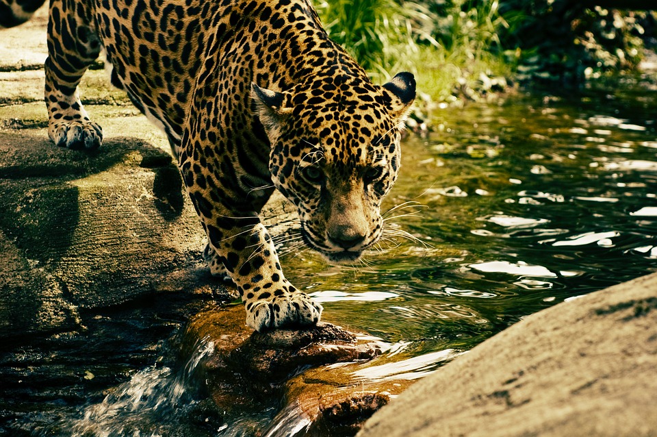 belize nature and wildlife attractions