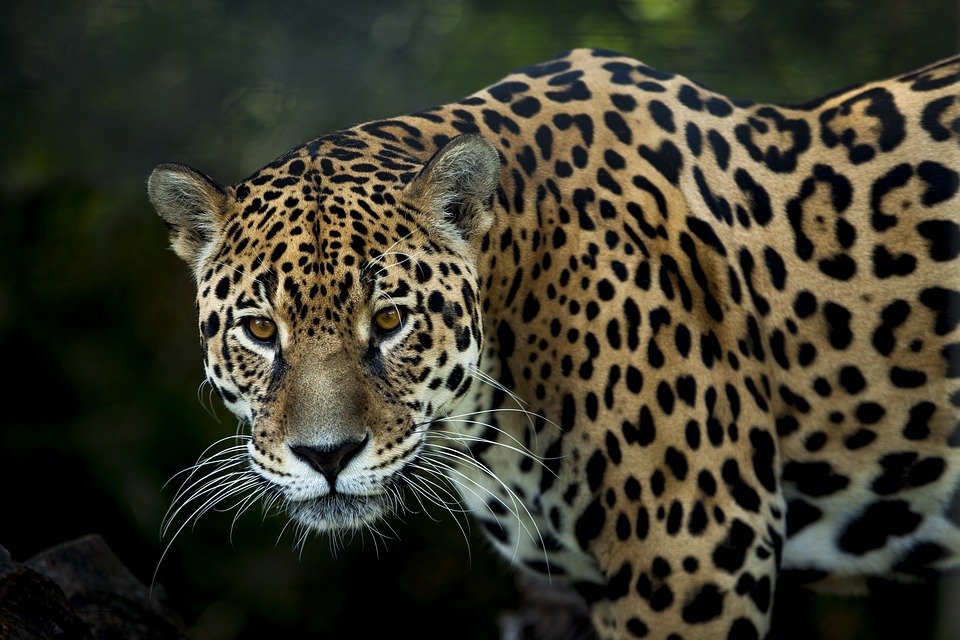 Highlights of Cockscomb Basin Wildlife Sanctuary in Belize