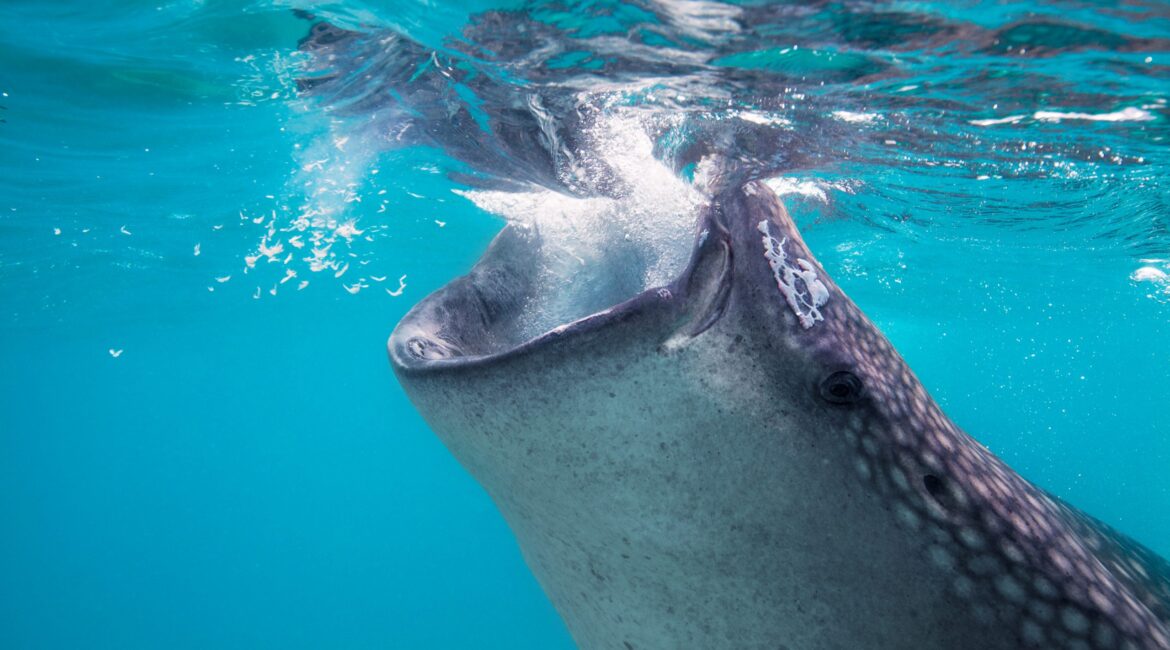 belize whale sharks