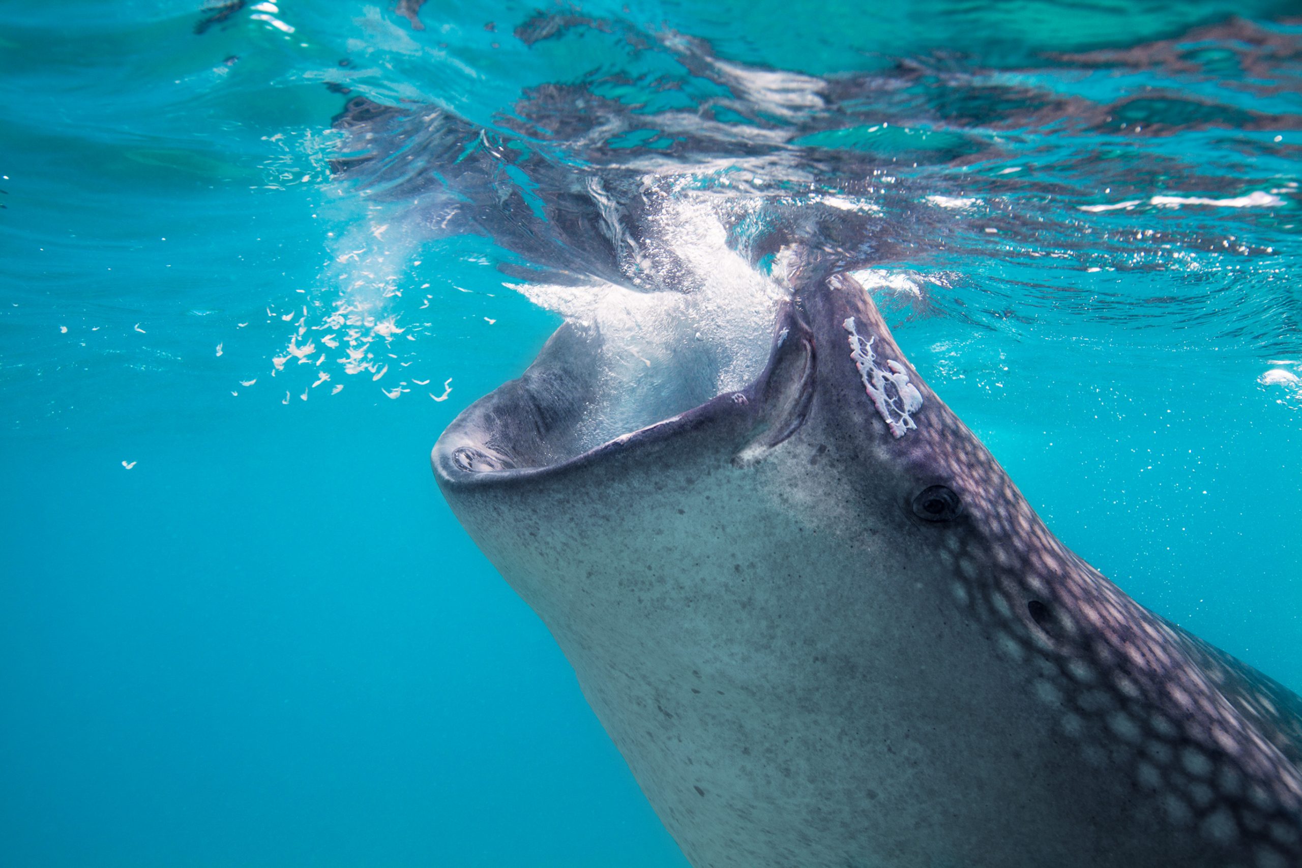 belize whale sharks