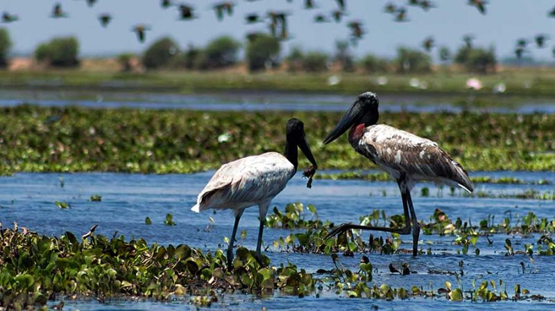 Crooked Tree Wildlife Sanctuary