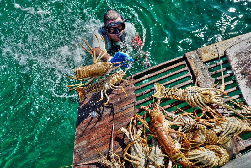 Lobster fest in Placencia Belize